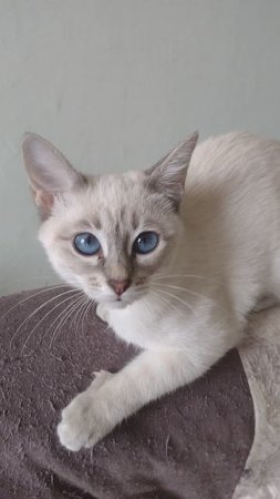 Котенок Искра Мэджик Кэт