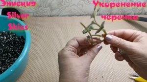 ЭПИСЦИЯ SILVER SKIES! КАК УКОРЕНИТЬ ЧЕРЕНОК!