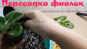 ПЕРЕСАДКА ФИАЛОК (СЕНПОЛИИ)! ГРУНТ ДЛЯ ФИТИЛЬНОГО ПОЛИВА!!!