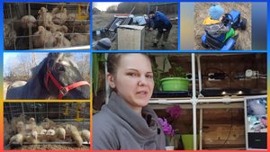 Приближаем лето.🌞Быстро проращиваю семена перца. Бройлеры растут как на дрожжах!