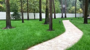 Рулонный газон премиум.