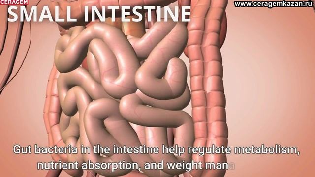 Программа 9 для снижения веса "Линии тела". CERAGEM Master V3. смотреть онлайн