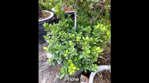 iPhone 16E vs iPhone 16 vs iPhone 16 Plus - Сравнение камер в реальной жизни.