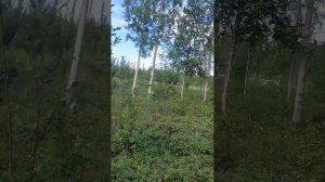Посёлок Ниванкюль. МУрманская область, Верхнетуломское водохранилище. Август, 2023.
