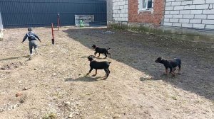 Щенки ротвейлера