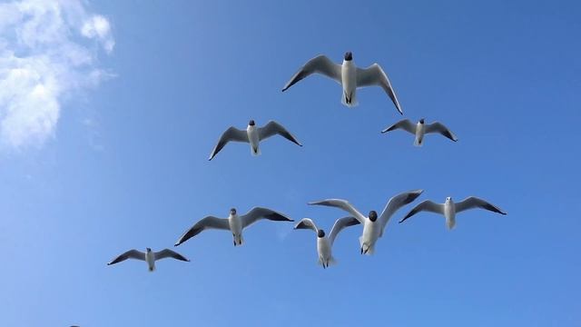 Вставай на крыло. стих в прозе.