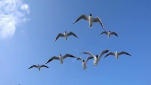 Вставай на крыло. стих в прозе.