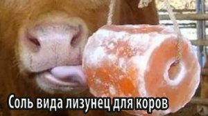 Соль вида лизунец для коров