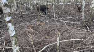 Охота на кабана