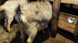 Продала больше половины стада!!!