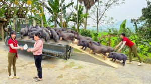 Buy Lots Of Piglets from Farmers - Use 3-Wheeled Truck Transport Piglets Go To Market Sell