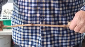 Размножение винограда. Почему три, а не один?