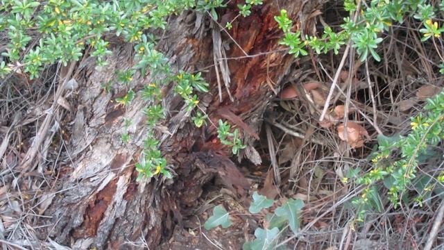 ECHIDNA RESCUE Video 3 смотреть онлайн