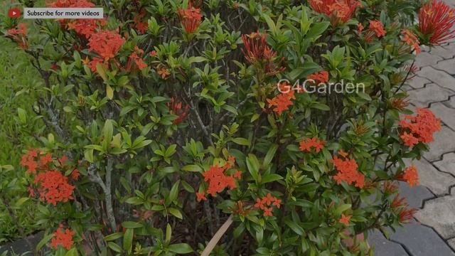 Ixora plant care in malayalam/ Ixora flowering tips/ Gardening malayalam