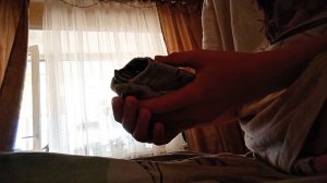 как перевозить красноухих черепах 🐢