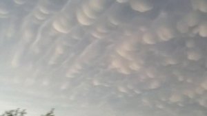 Случаи в Природе Один на Миллион