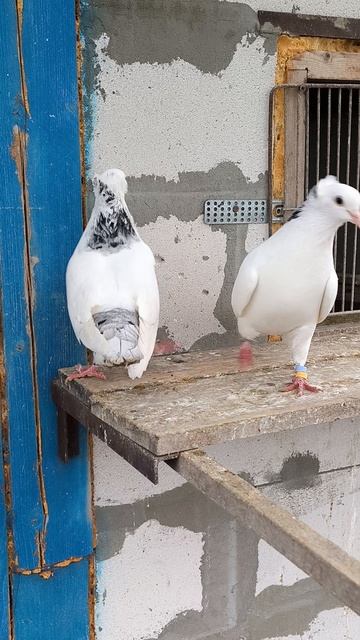 #pegions Мраморные шейки, бойные голуби