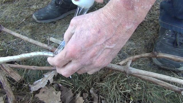 МЫШИ ПОГРЫЗЛИ ВИНОГРАД. Как спасти?