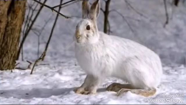 Бешеные зайцы