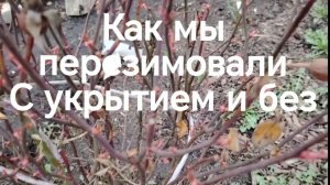 Как мы перезимовали. Зимовка роз с укрытием и без.