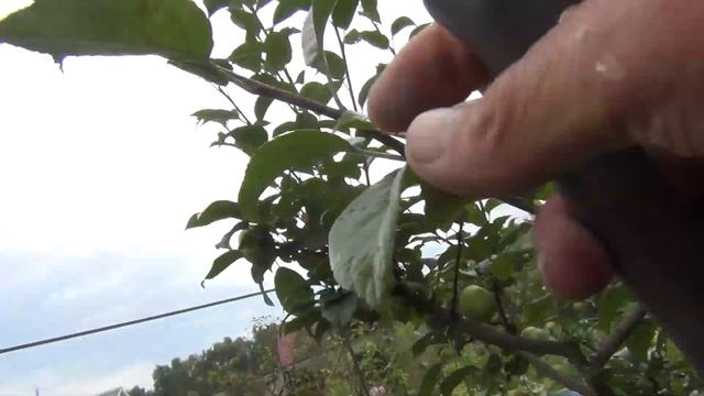 ЛЕТНЯЯ ОБРЕЗКА САДА. 2-я СЕРИЯ. КОГДА, КАК И ПОЧЕМУ ОБРЕЗАЕМ ЯБЛОНИ смотреть онлайн