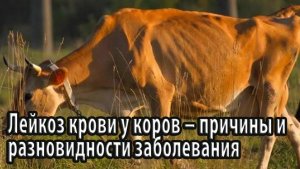 Лейкоз крови у коров – причины и разновидности заболевания, а также основные симптомы и методы лечен