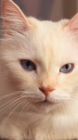 Приключения кота Тимофея🐈
