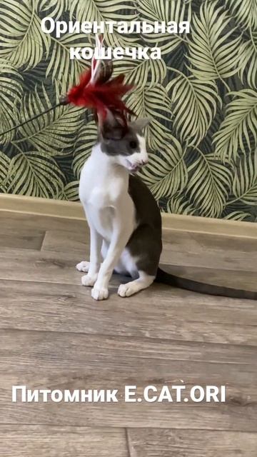 Ориентальная кошечка смотреть онлайн