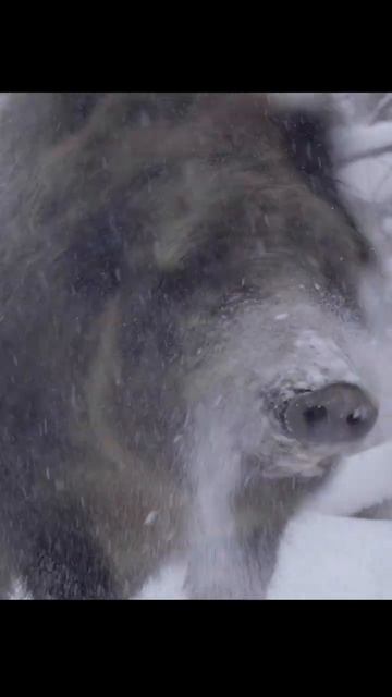 Wild boar shakes off the snow. Кабан отряхивается от снега. #wildlife #shots