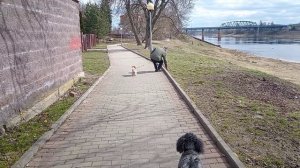 ХОРОШО ГУЛЯТЬ С ДРУЗЬЯМИ💯🐩🎶