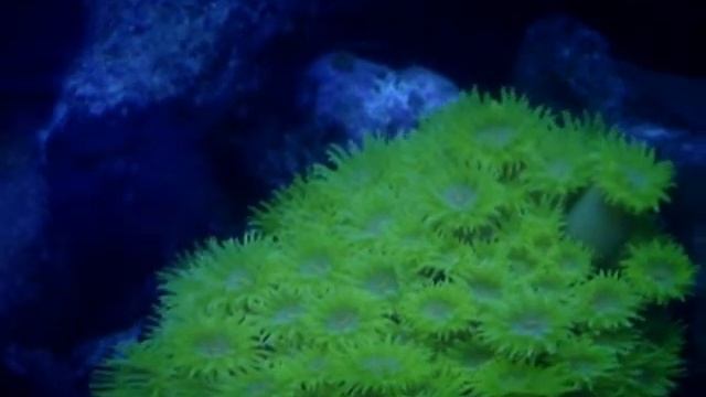 TUBASTREAS DICIEMBRE 2009.wmv смотреть онлайн