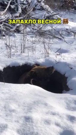 Запахло Весной 🐻