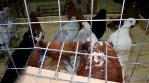 Выставка-ярмарка голубей. Омск. 17 марта 2012г..wmv