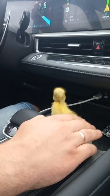 Доставка утят, цыплят, индюшат. Для заказа: 8(961)532-29-71. смотреть онлайн