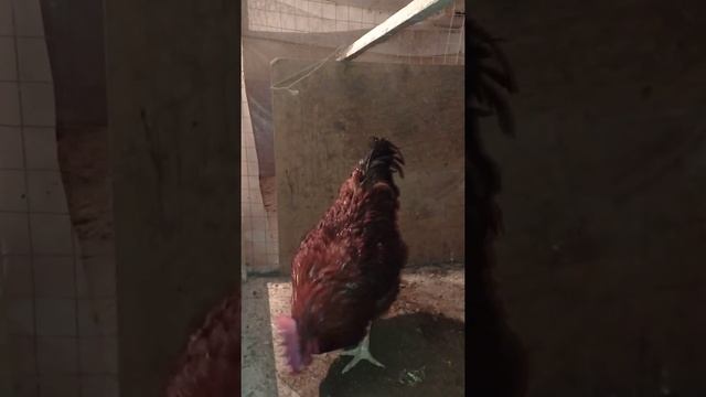 Племенные петухи Корейский бройлер Тоджон вес данных Петухов 5 кг, Токмок смотреть онлайн