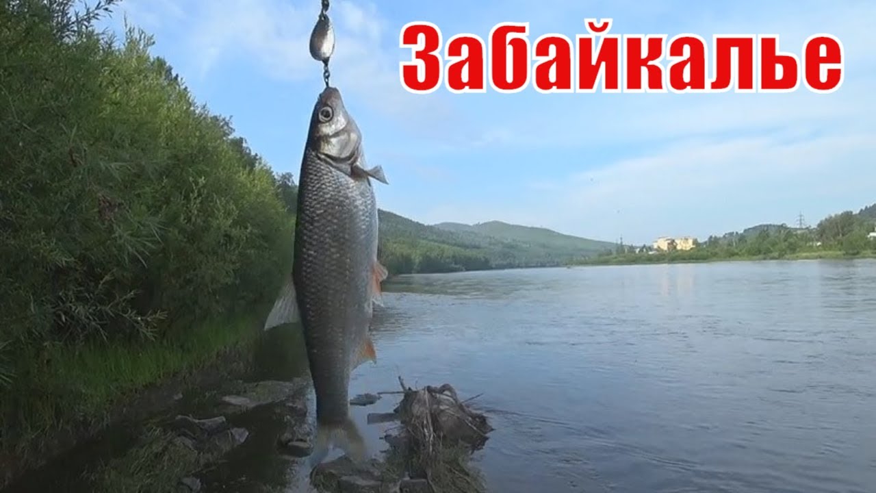 Рыбалка в Забайкалье река Ингода смотреть онлайн