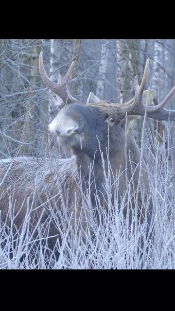 Elk on a frosty morning. Лось морозным утром. #wildlife #shots