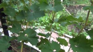 ч.2. БЕСЕДКА для ВИНОГРАДА в ВОСТОЧНОМ СТИЛЕ. В гостях у Андрея