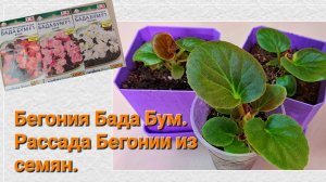 Бегония Бада Бум. Выращивание рассады Бегонии.