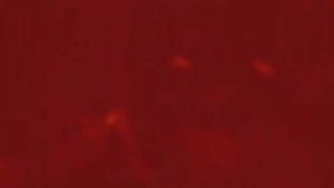 Эдит spring trap (не мой)