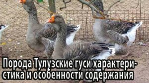Порода Тулузские гуси характеристика и содержание