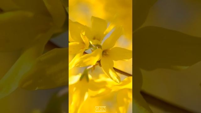 🟨Aivi - Весна идёт...🌼