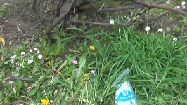 Старые кусты винограда. Первый важный шаг к нормальной формировке. смотреть онлайн