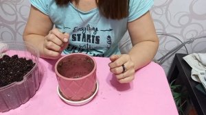 Бегония из Светофора. Посев, нюансы