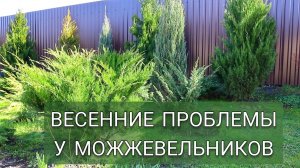 У КАКИХ МОЖЖЕВЕЛЬНИКОВ ВЕСЕННИЕ ПРОБЛЕМЫ. З0.03.2025г.