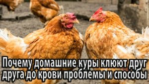 Почему куры клюют друг друга до крови проблемы и способы их решения