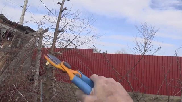 Быстрая обрезка колонновидной яблоньки смотреть онлайн