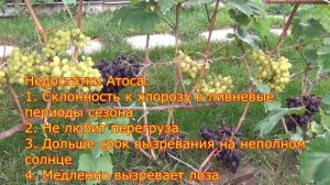 Атос и Алешенькин. В восточном пристенке