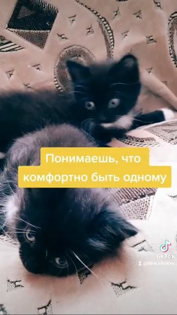 Одиночество - счастье без людей?!🤔  #AlinaKlyukva #кареглазаяблондинка #одиночество #люблюкошек