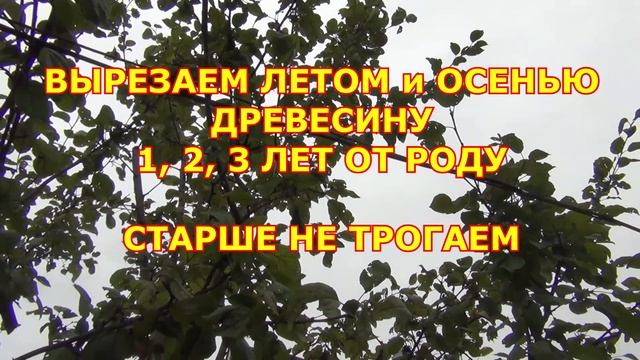 Отмирал ствол яблони. Новая крона из волчков. Состояние через 7 лет смотреть онлайн